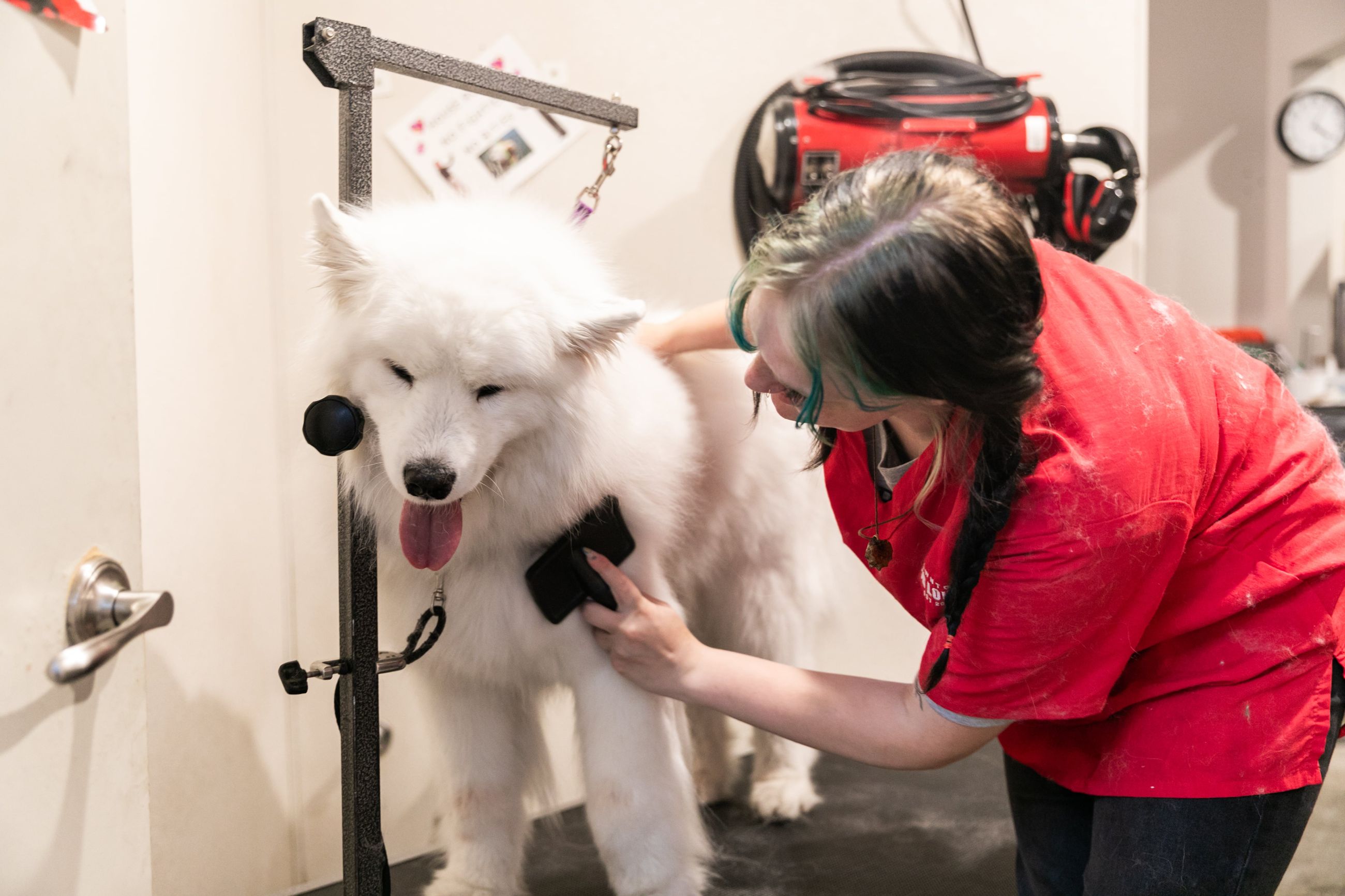 Downtown Dog Lounge Top Pet Care in Seattle